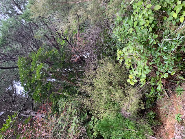 Photo of bush protected by the Guardianship project